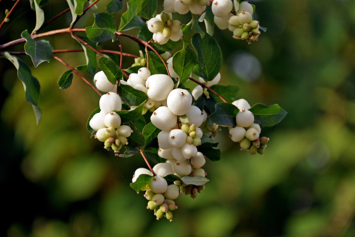 Изображение особи Symphoricarpos albus var. laevigatus.