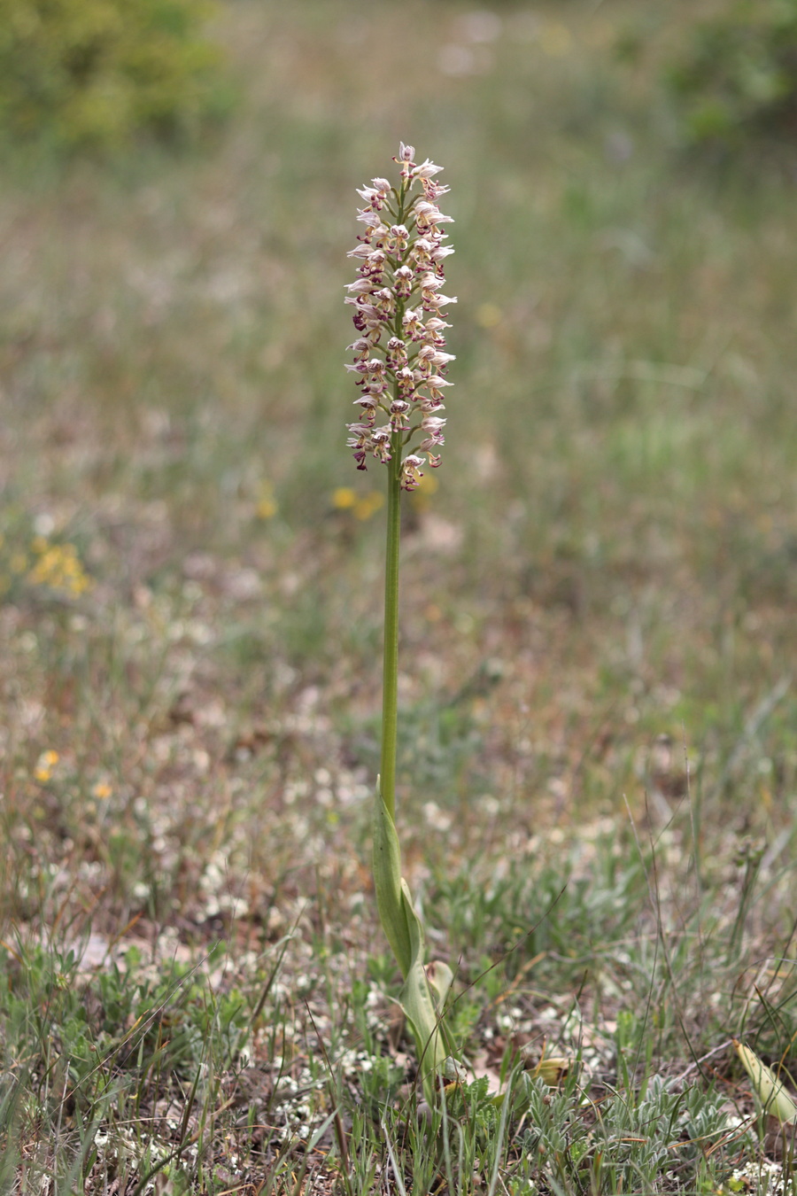 Изображение особи Orchis &times; calliantha.