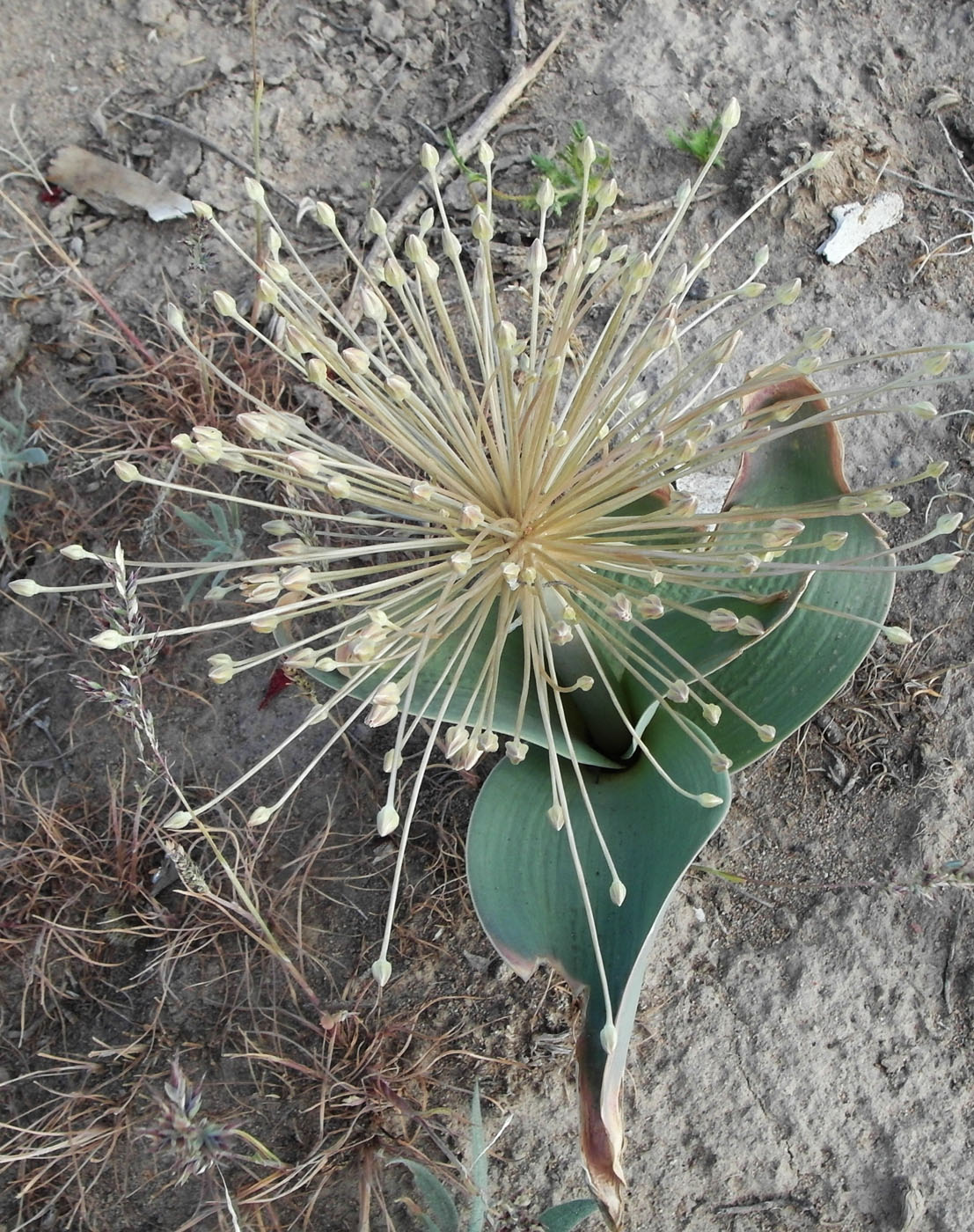 Image of Allium protensum specimen.