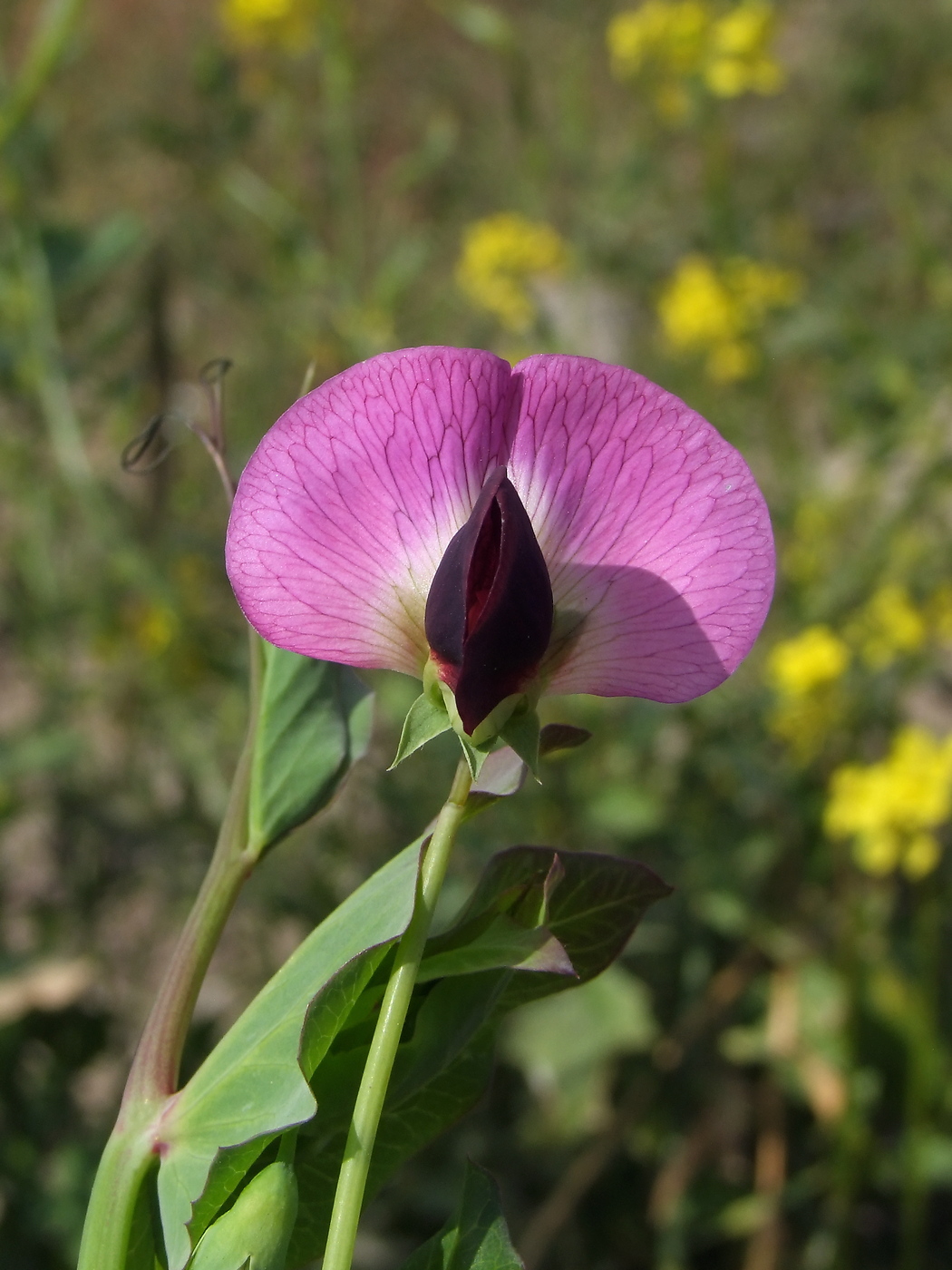 Image of Pisum sativum specimen.