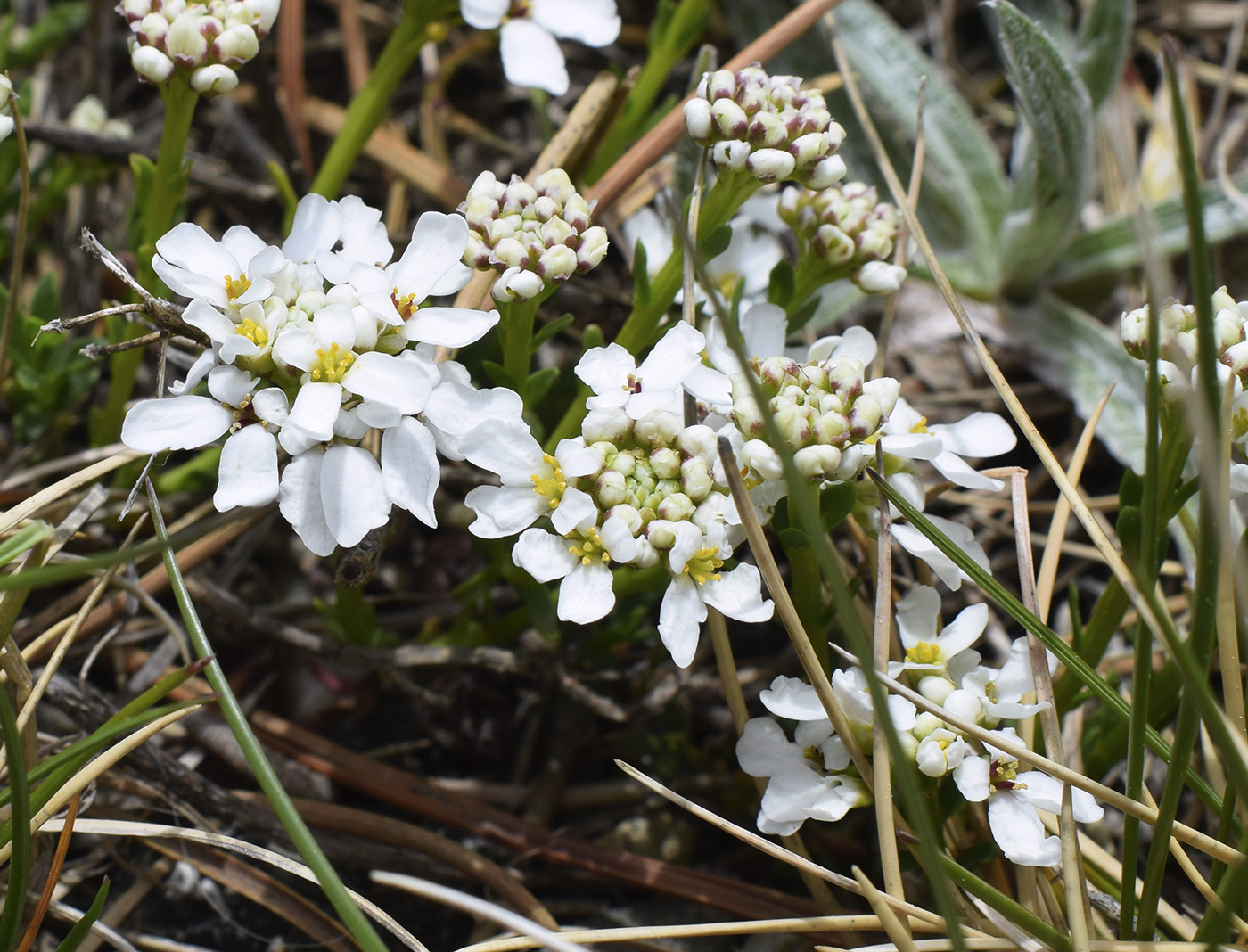 Image of Iberis sempervirens specimen.