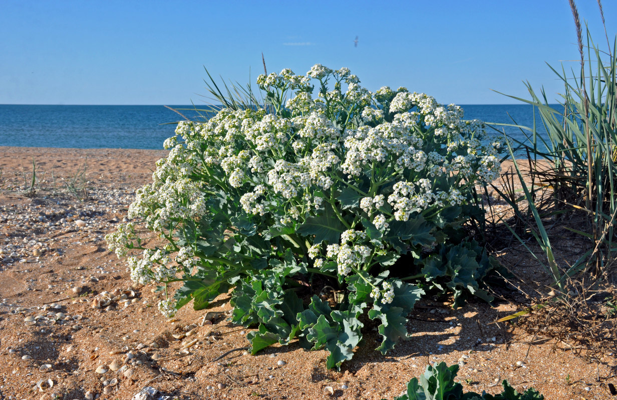 Image of Crambe maritima specimen.