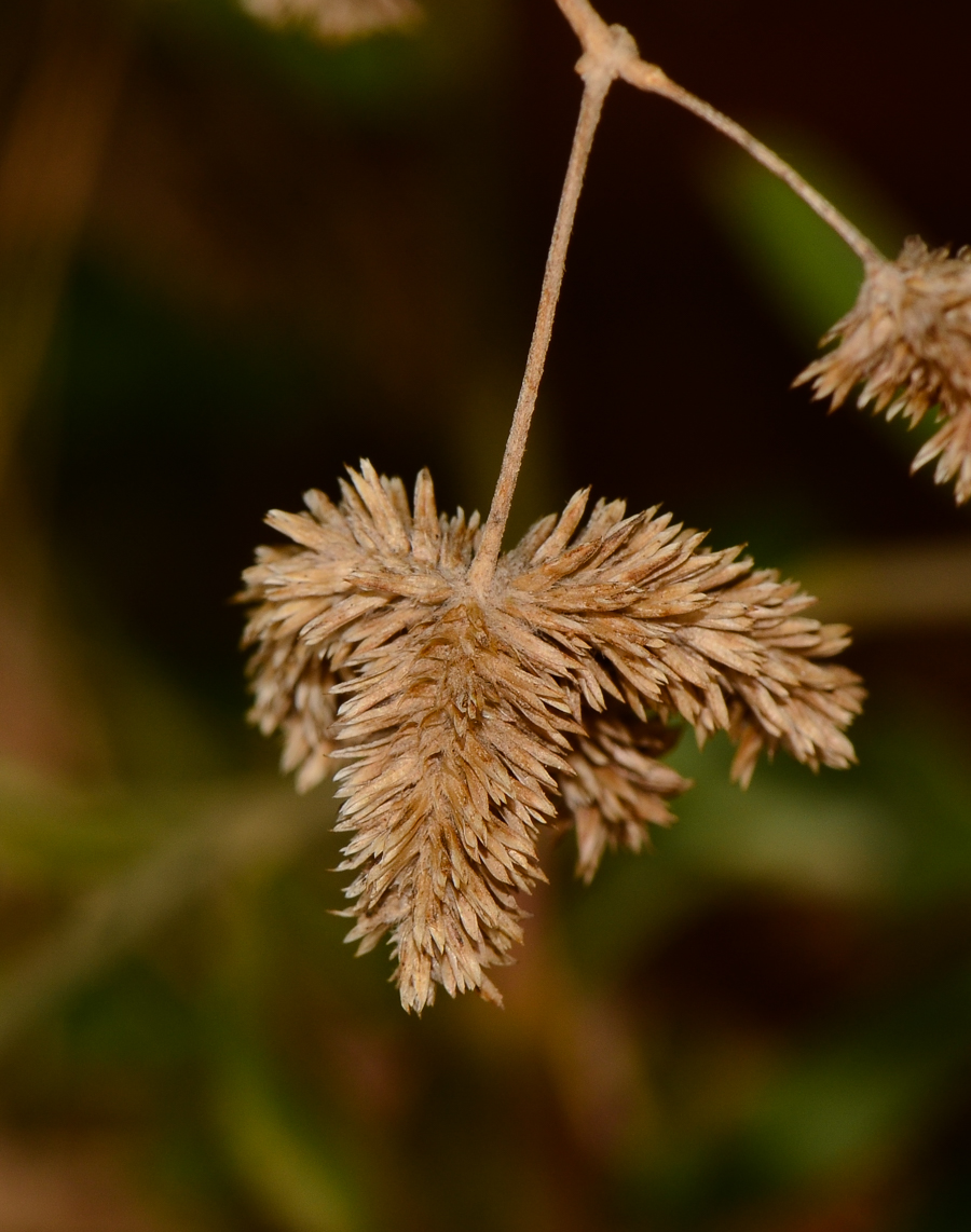 Изображение особи Alternanthera porrigens.