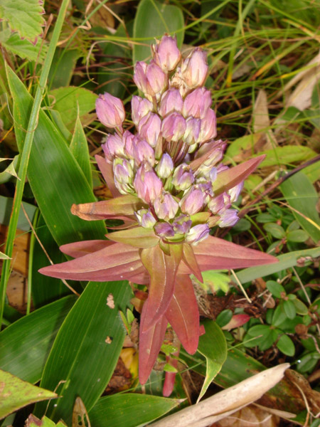 Image of Ophelia tetrapetala specimen.