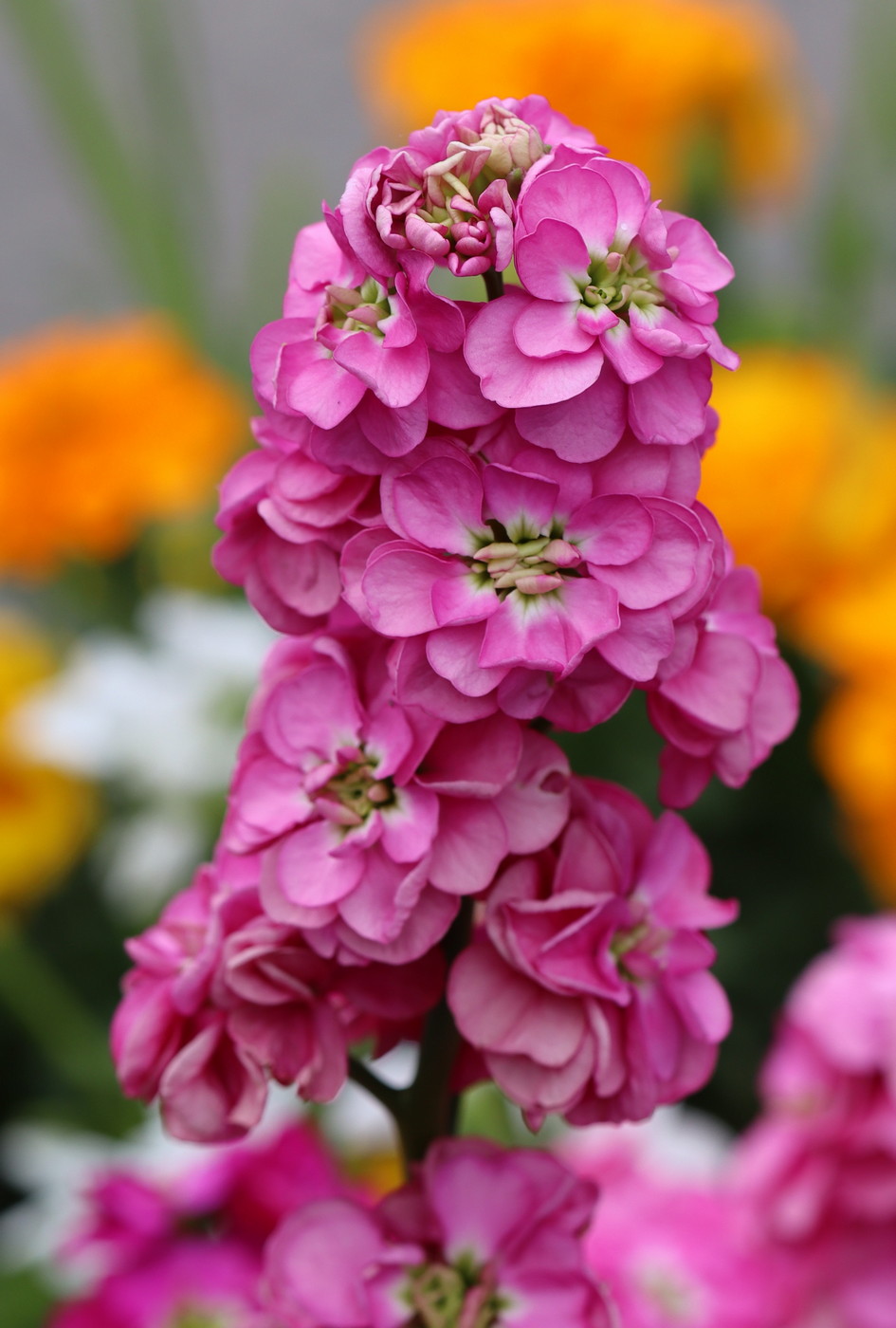 Изображение особи Matthiola incana.