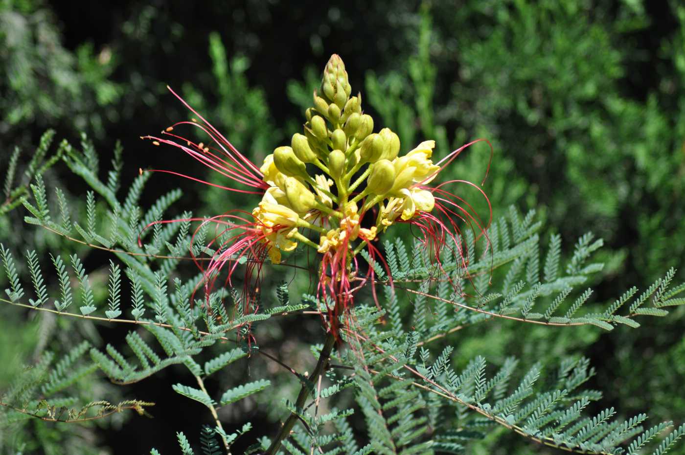 Изображение особи Caesalpinia gilliesii.