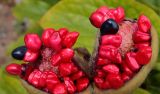 Paeonia wittmanniana