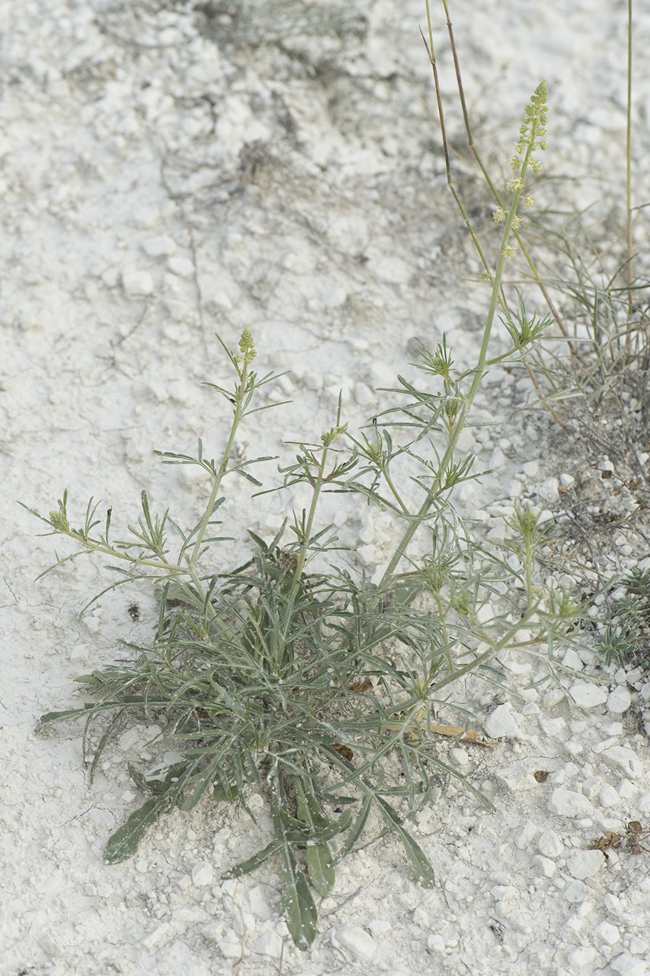 Image of Reseda lutea specimen.