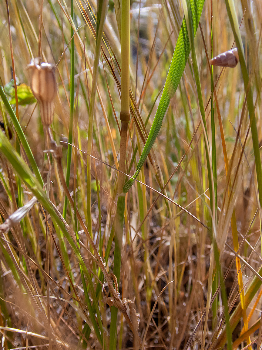 Изображение особи Stipellula capensis.