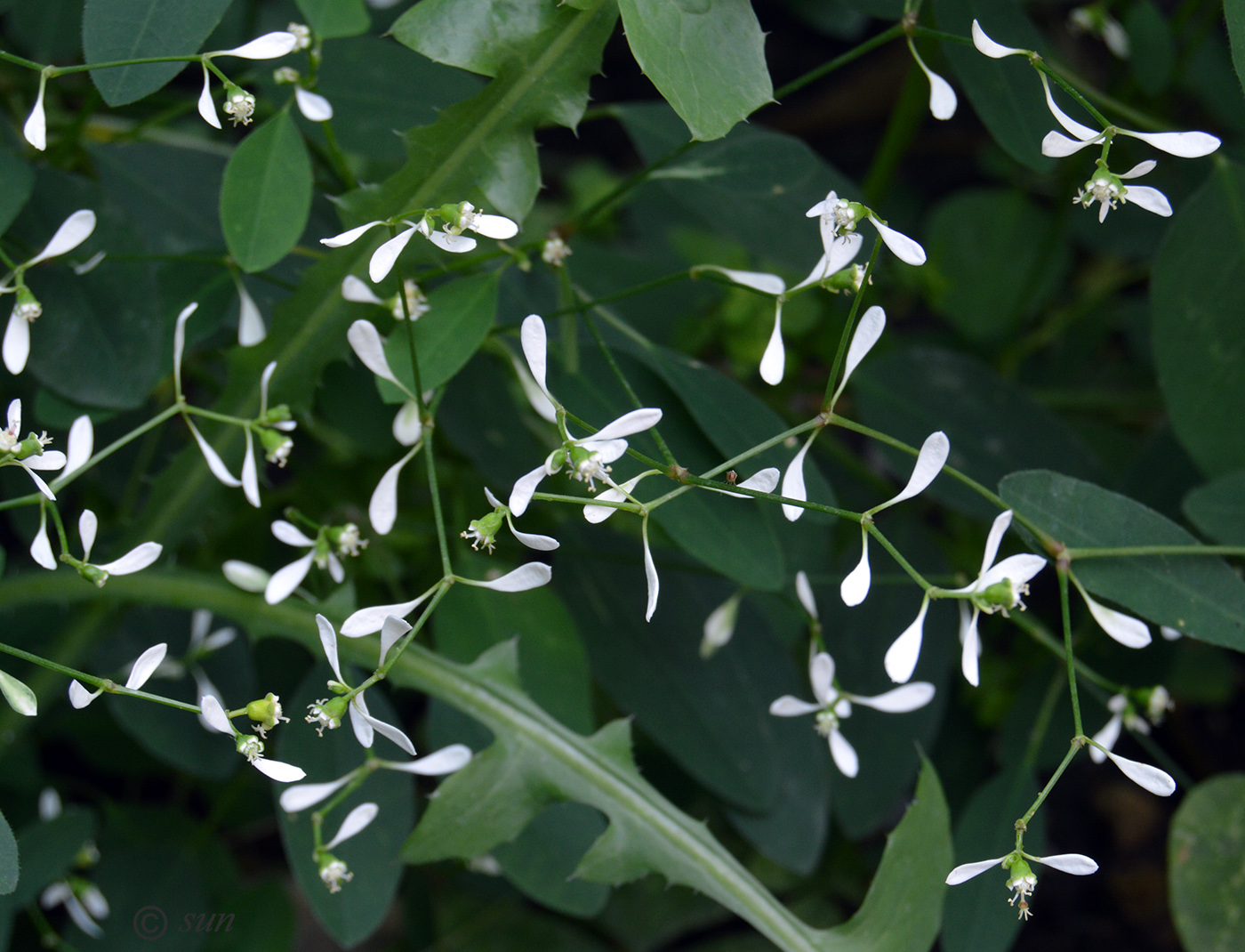 Изображение особи Euphorbia graminea.