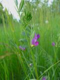 Vicia segetalis