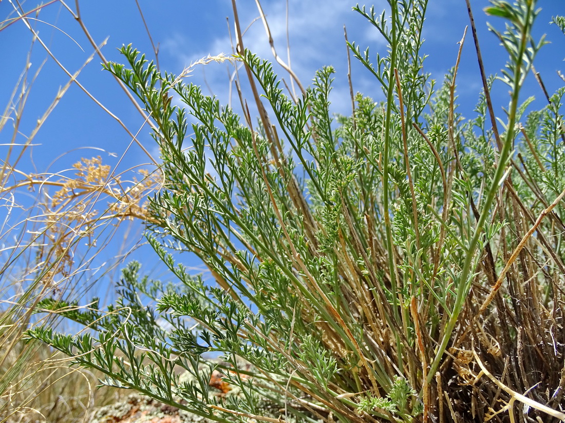 Image of Seseli coronatum specimen.