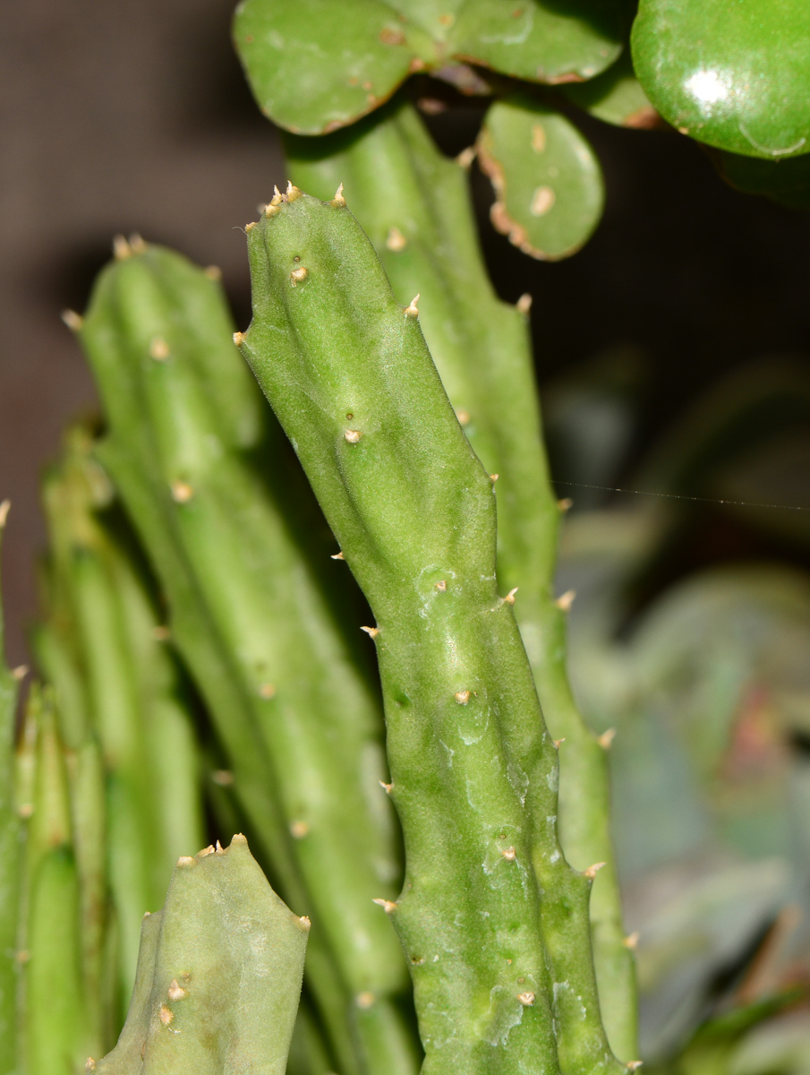 Image of genus &times; Orbelia specimen.