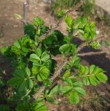 Rosa rugosa