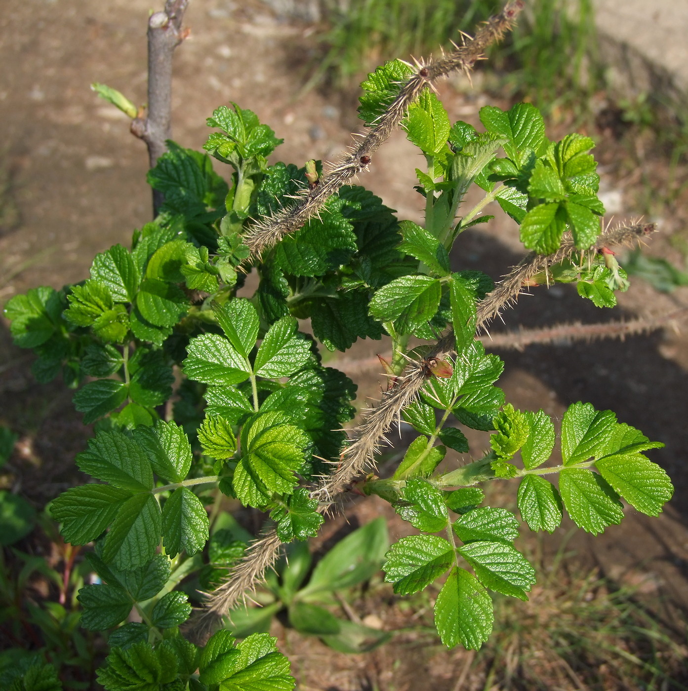 Image of Rosa rugosa specimen.