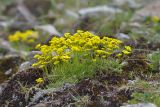 Draba scabra. Цветущее растение. Республика Северная Осетия-Алания, Алагирский р-н, Большой Кавказ, правый склон ущелья реки Садон, альпийский пояс ≈ 3030 м н.у.м., каменистая площадка. 03.07.2021.