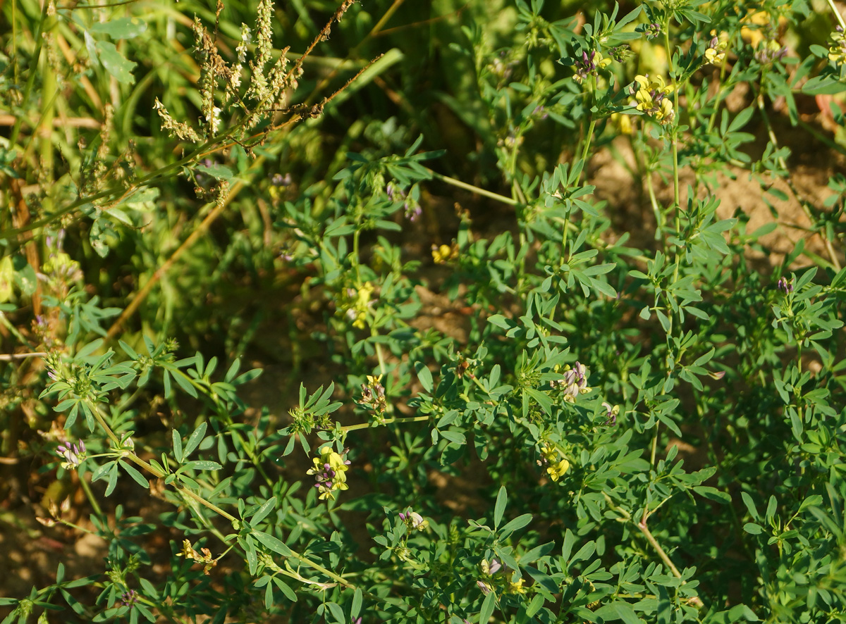 Image of Medicago &times; varia specimen.