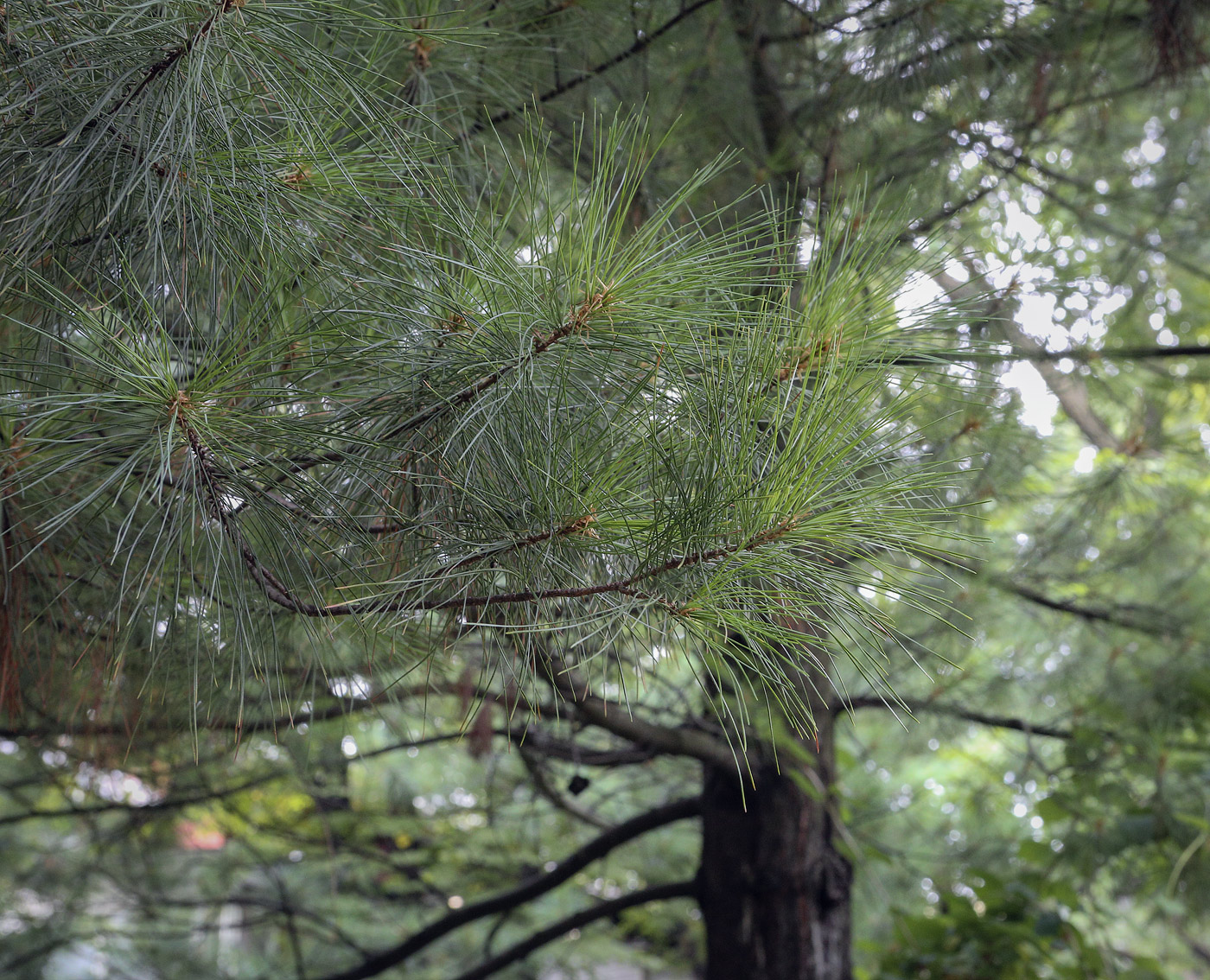 Изображение особи Pinus strobus.