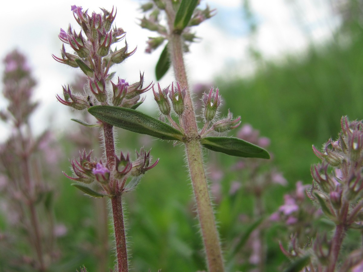 Изображение особи Thymus marschallianus.