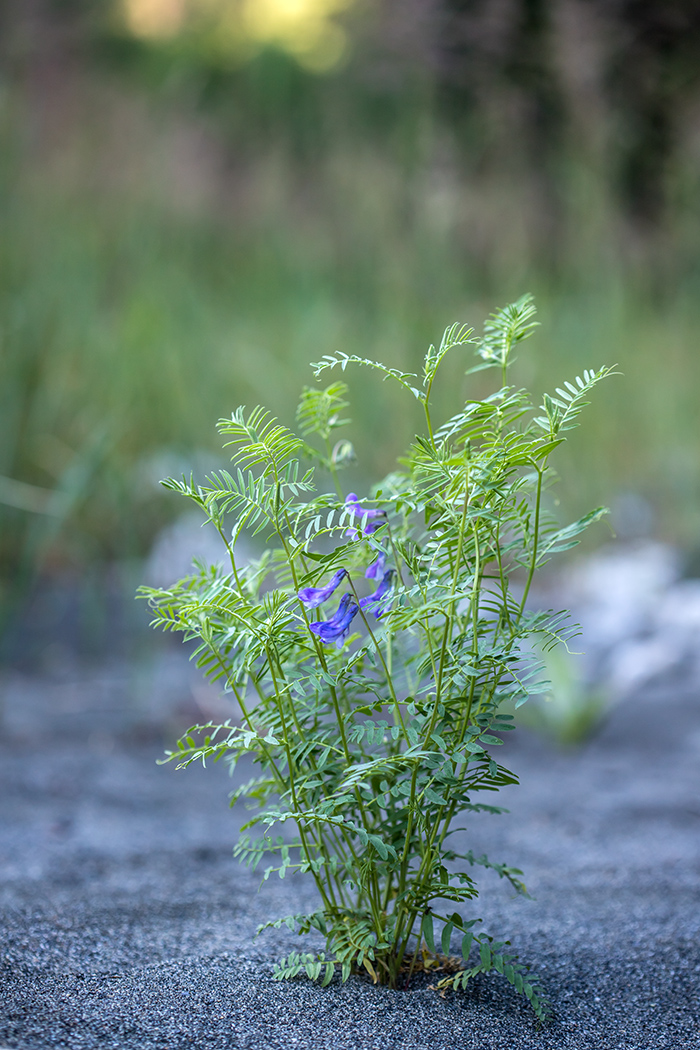 Изображение особи род Vicia.