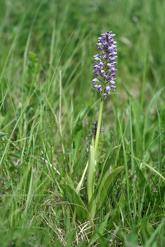 Изображение особи Orchis militaris.