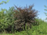 Prunus variety pissardii