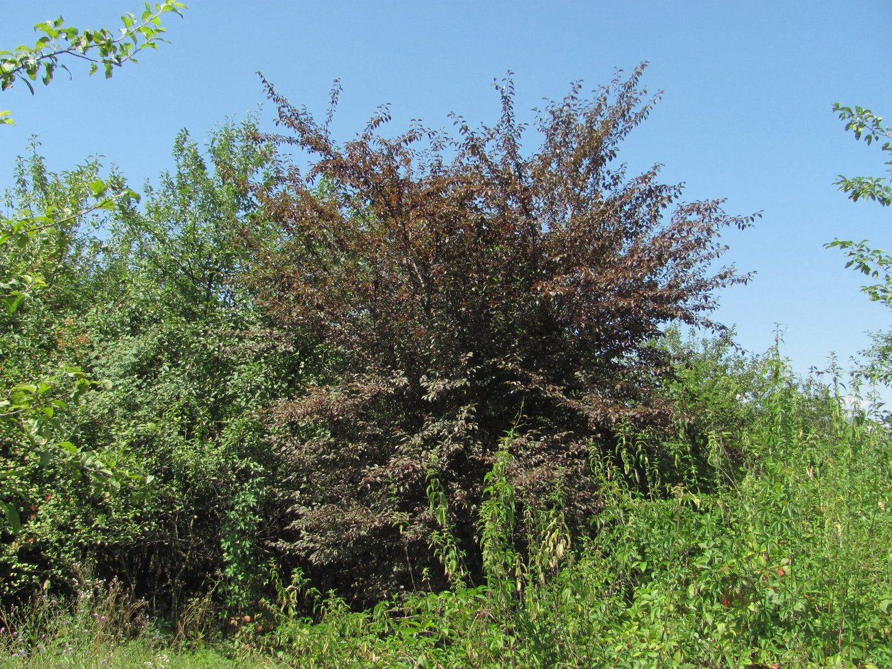 Изображение особи Prunus cerasifera var. pissardii.