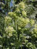 Thalictrum lucidum