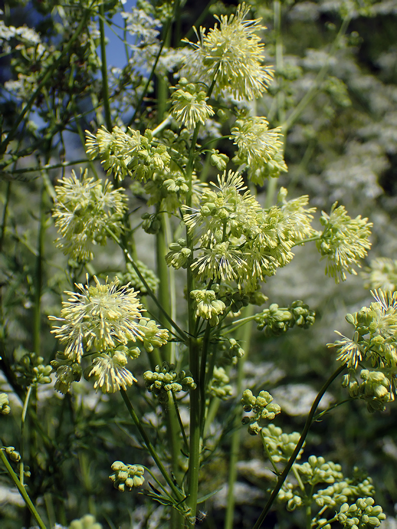 Изображение особи Thalictrum lucidum.