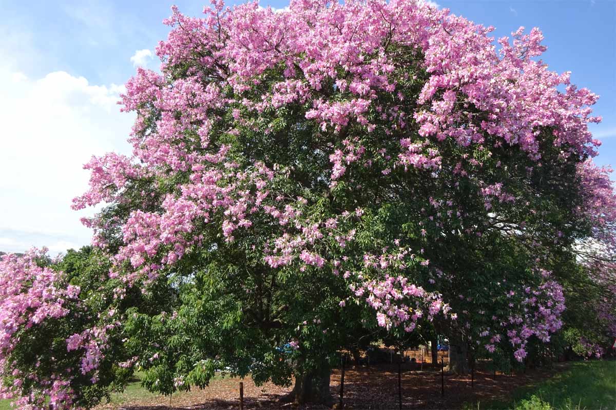 Image of Ceiba pubiflora specimen.