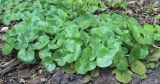 Asarum europaeum