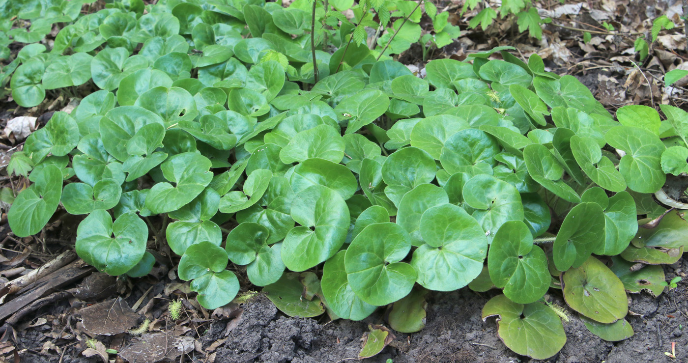 Изображение особи Asarum europaeum.