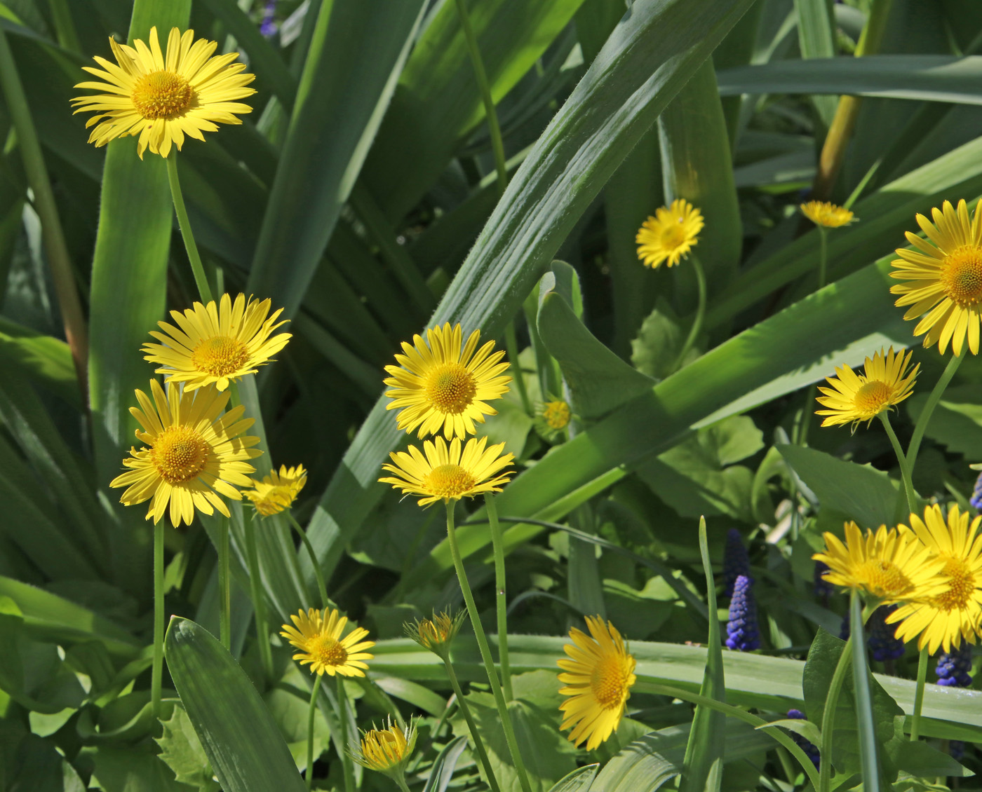 Image of Doronicum orientale specimen.