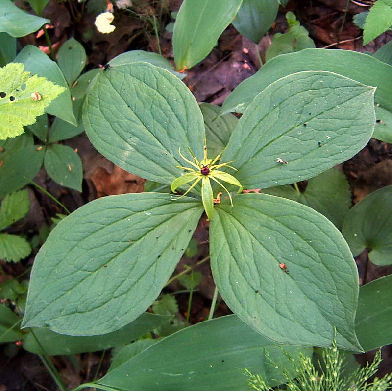 Image of Paris quadrifolia specimen.