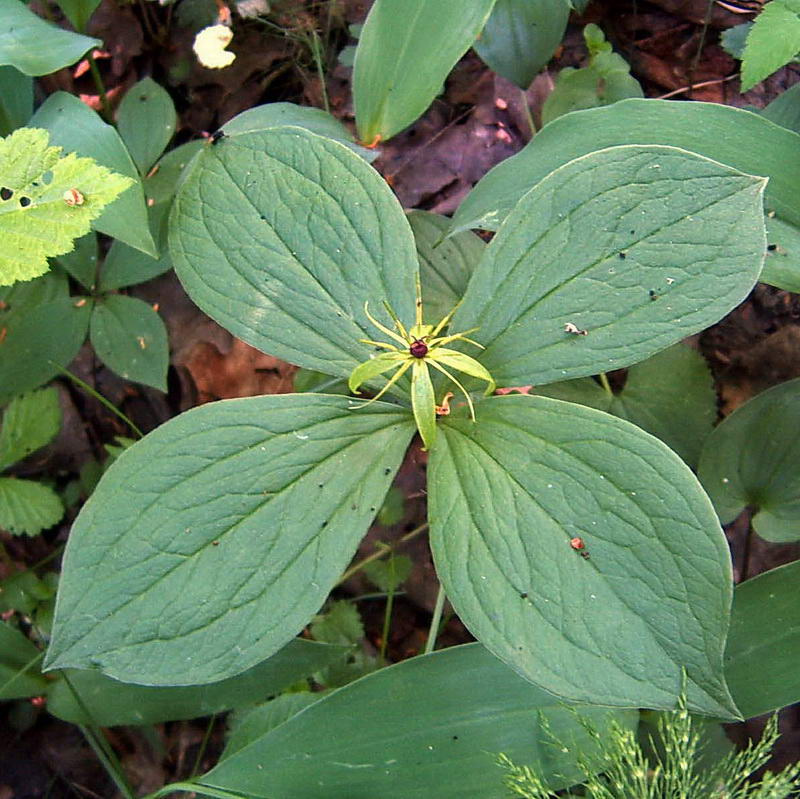 Изображение особи Paris quadrifolia.