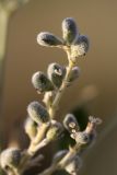 Psoralea drupacea. Плоды. Южный Казахстан, нижний Боролдай, 2 км выше пос. Коктюбе. 23.06.2010.