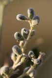 Psoralea drupacea