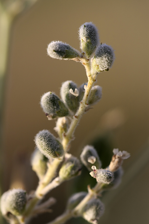 Изображение особи Psoralea drupacea.