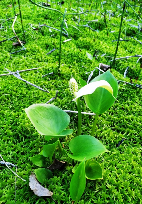 Image of Calla palustris specimen.