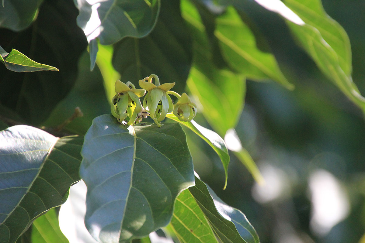 Image of Cananga odorata specimen.