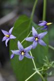 Solanum dulcamara