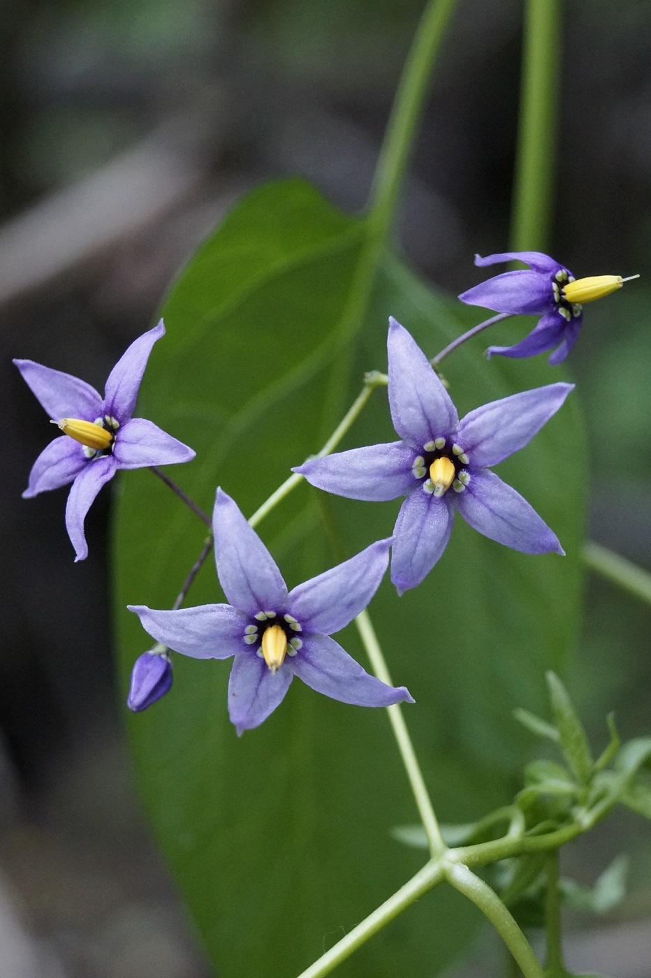 Изображение особи Solanum dulcamara.