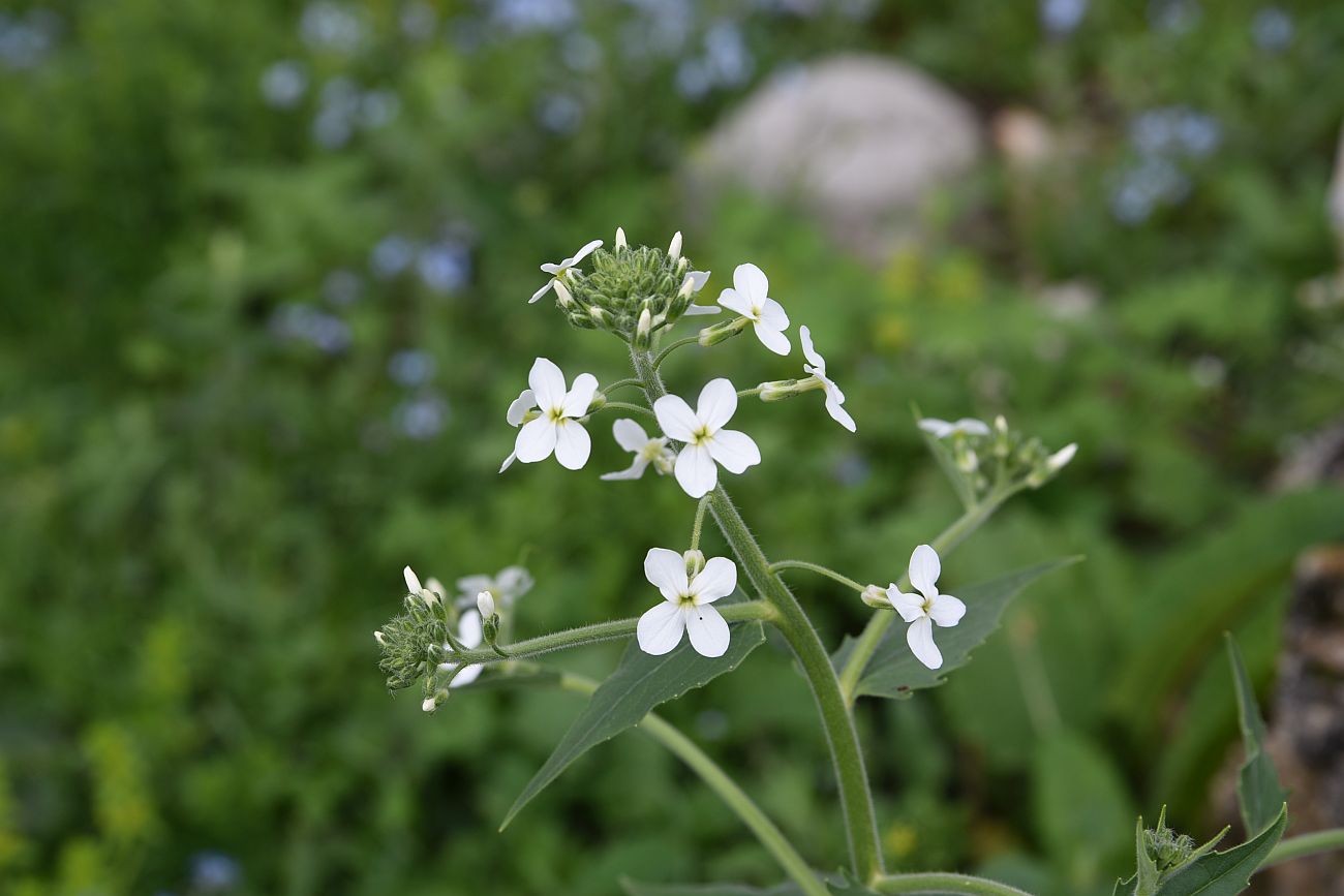 Изображение особи Hesperis voronovii.