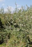 Althaea taurinensis