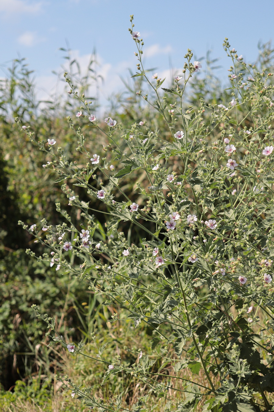 Изображение особи Althaea taurinensis.