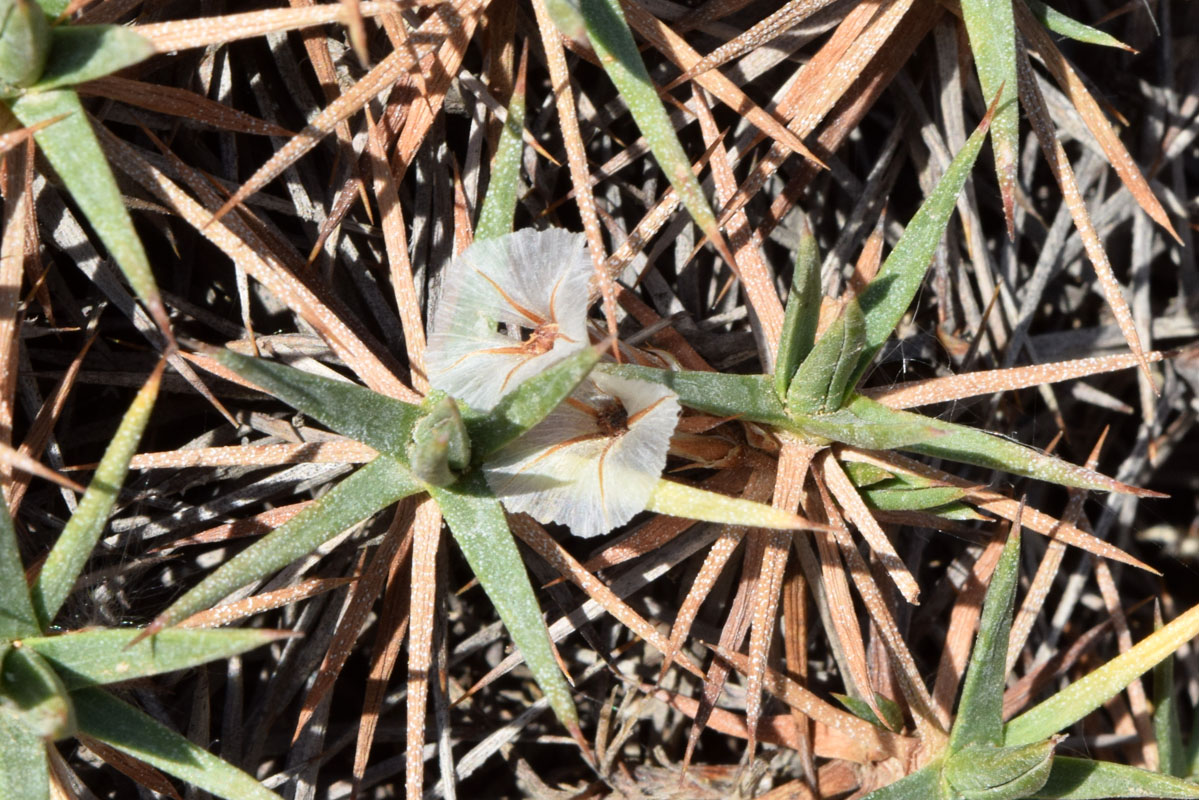 Image of Acantholimon nabievii specimen.