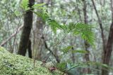 class Polypodiopsida. Вайи вегетирующего растения. Австралия, штат Тасмания, национальный парк \"Mount Field\". 25.12.2010.