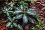 семейство Gesneriaceae