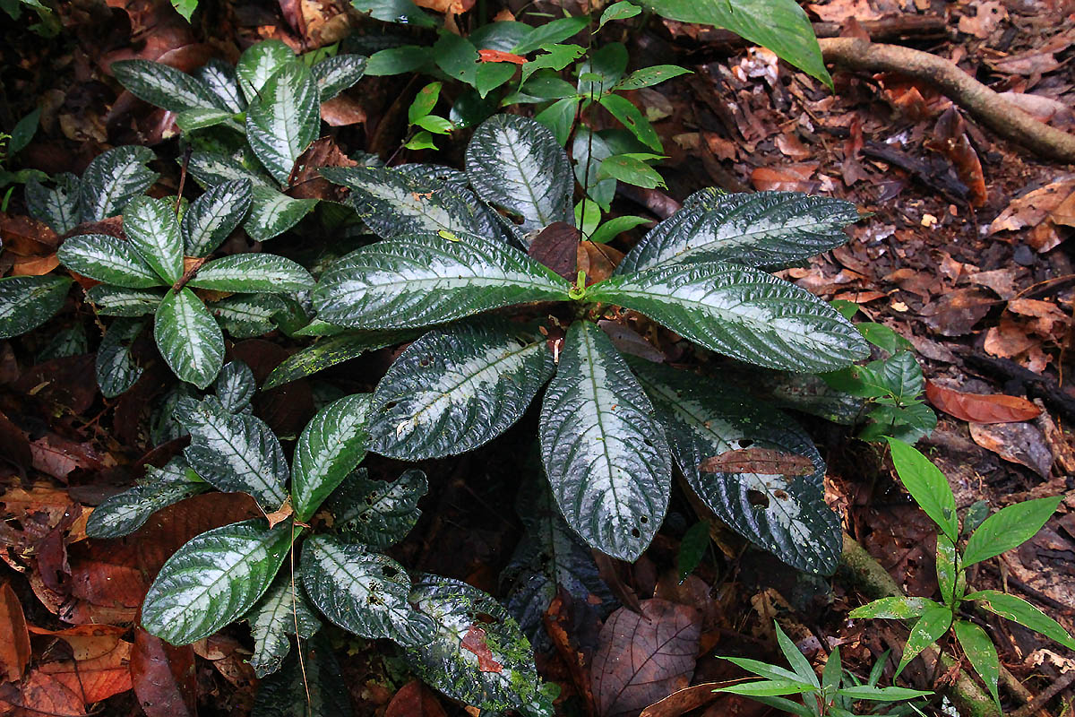 Изображение особи семейство Gesneriaceae.