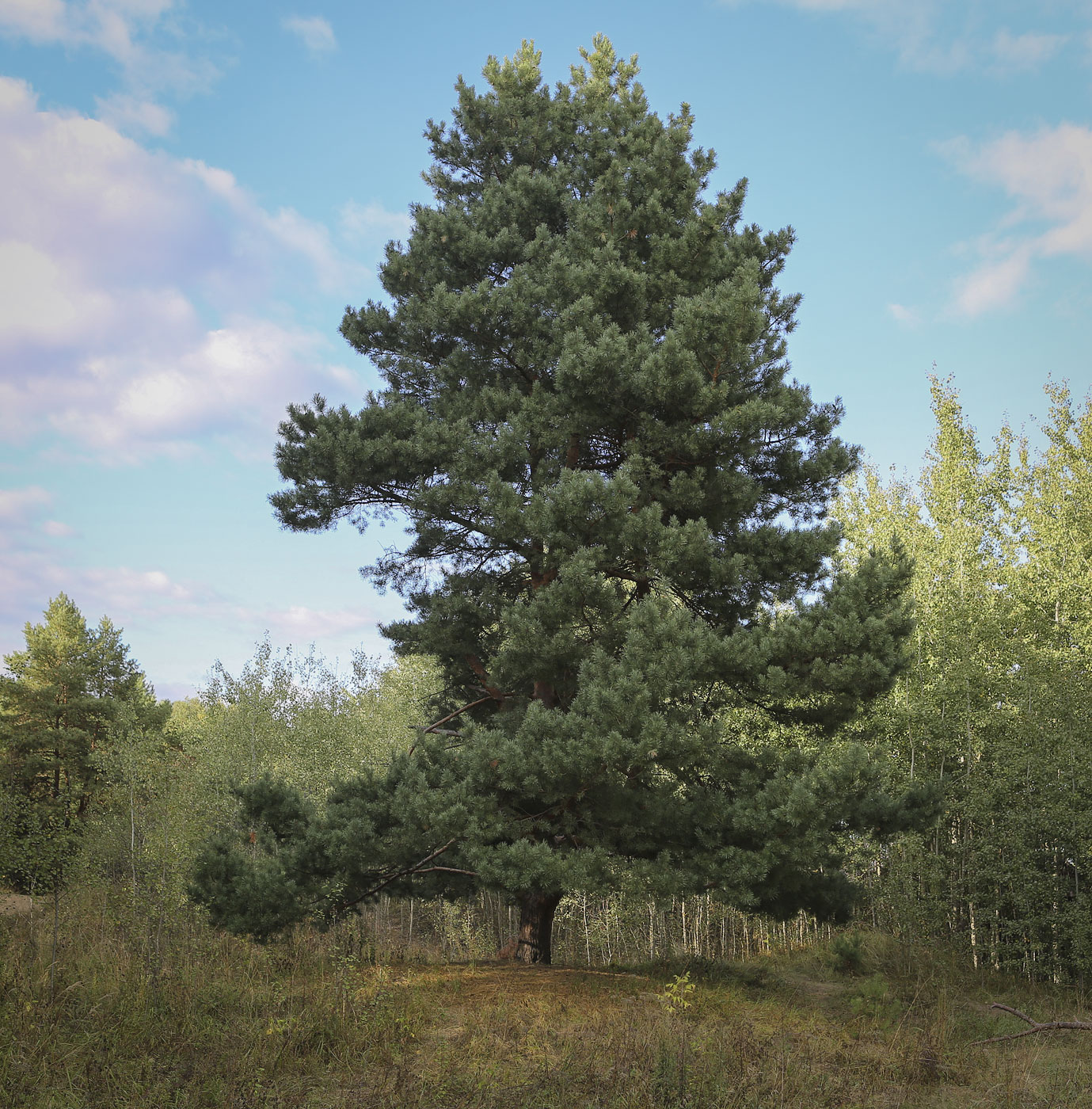 Image of Pinus sylvestris specimen.